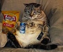 Passieve dikke luie kat op de bank met zak chips