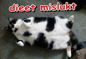 Een dikke kat op zijn rug: zijn dieet is weer mislukt