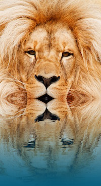 Water tot aan de lippen van een leeuw