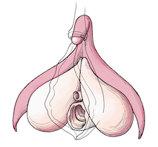 Clitoris-vagina-vulva